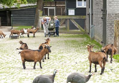 De kinderboerderij in Goes